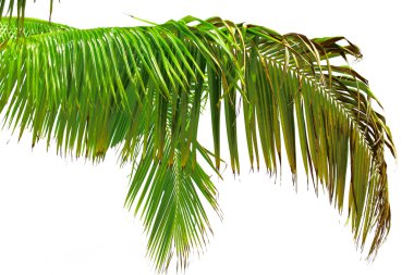 Beautiful Palm Tree Leaf clipart