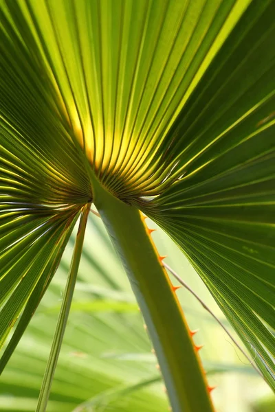 Hoja de palmera hermosa —  Fotos de Stock