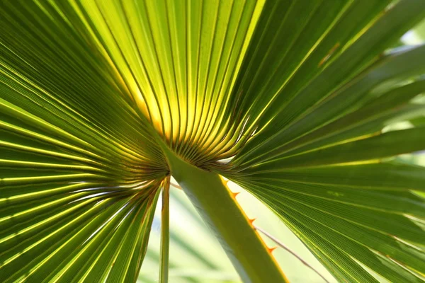 Красиві пальмові дерева лист — стокове фото