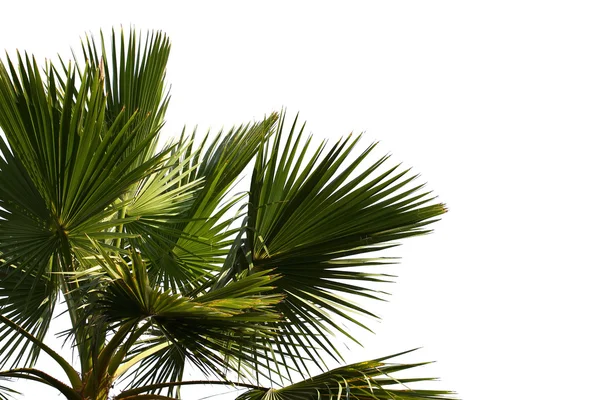 Hoja de palmera hermosa — Foto de Stock