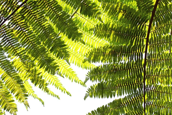 シダ植物 — ストック写真