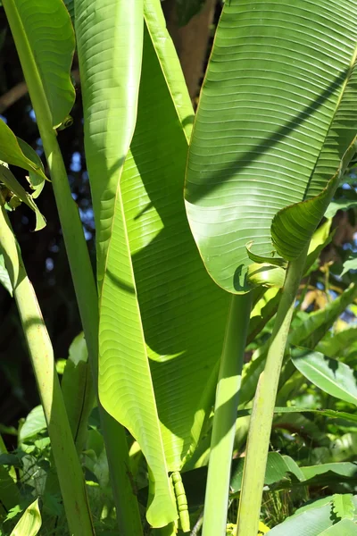 Arbore banane — Fotografie, imagine de stoc