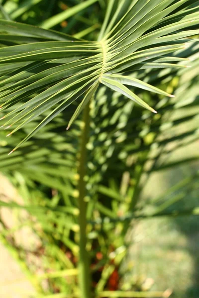 Bela folha de palmeira — Fotografia de Stock