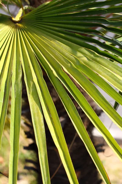 Belle feuille de palmier — Photo