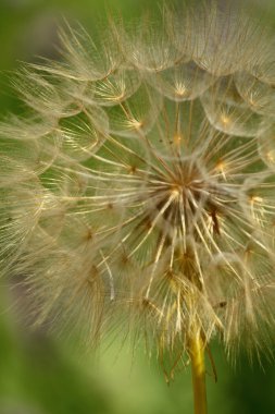 Common Dandelion clipart