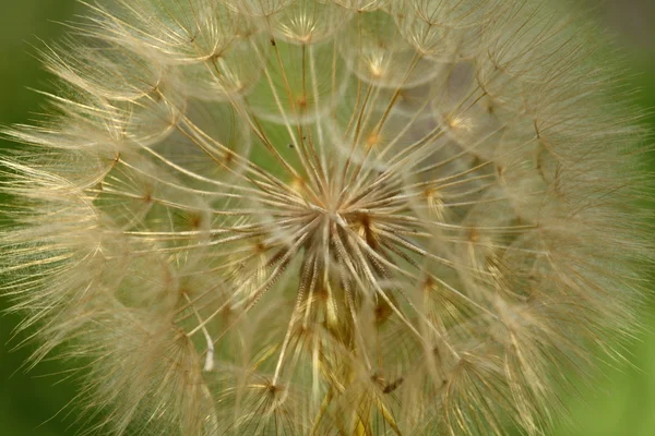 Common Dandelion — Stock Photo, Image