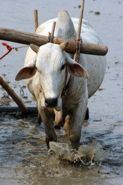 Myanmar