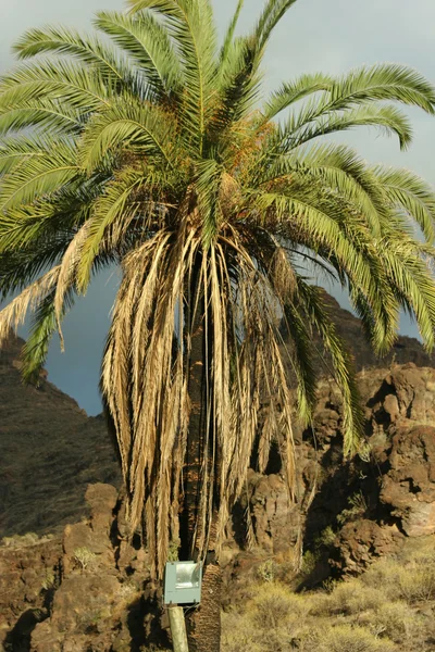 Gran Canaria & Kanarieöarna. Spanien — Stockfoto