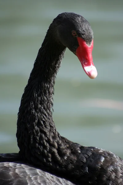 Zwarte zwaan — Stockfoto