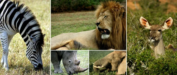 Afrikanische Tiere — Stockfoto