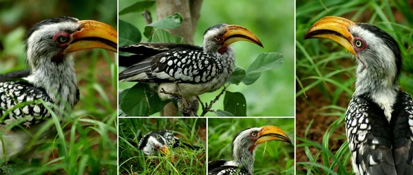 Afričtí ptáci — Stock fotografie