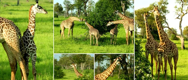 Zambia Giraffa — Foto Stock