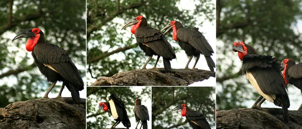 Afrikanische Vögel — Stockfoto