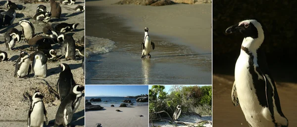 Africké pinguin — Stock fotografie