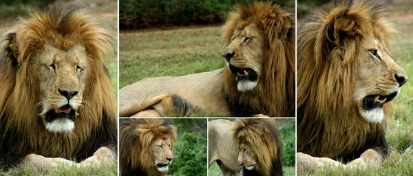 León africano — Foto de Stock