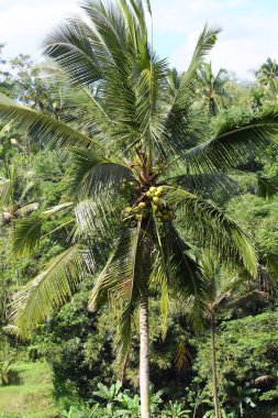 Pirinç tarlası. Bali, Endonezya.