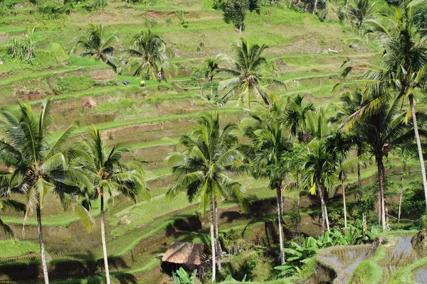 Riisiterassi.Bali, Indonesia — kuvapankkivalokuva