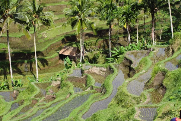 stock image Rice terrace.Bali, Indonesia