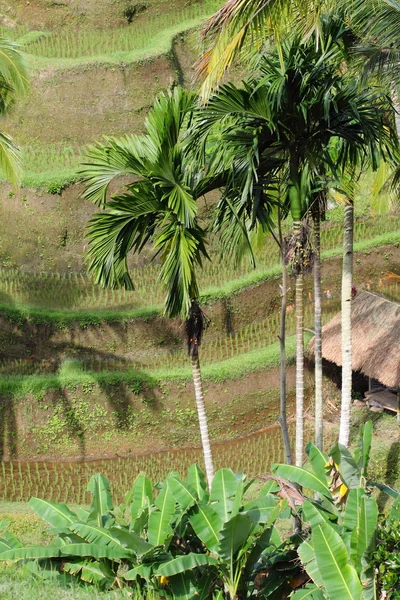 Rice terrace.Bali, Indonesia — Stock Photo, Image