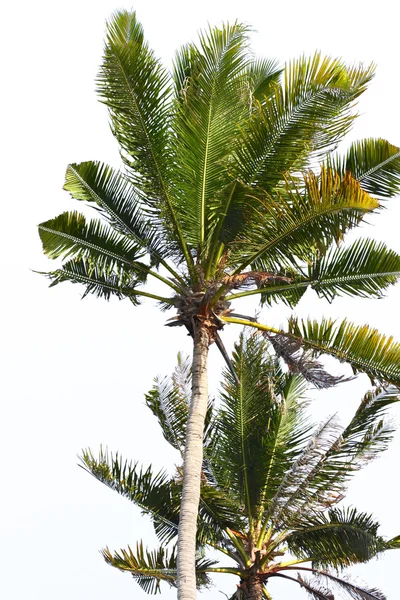 Palmiye ağacı - palma de mallorca - Balear Adaları — Stok fotoğraf