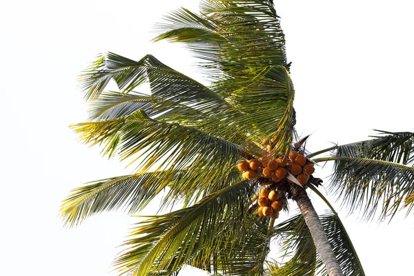 ヤシの木 - パルマ ・ デ ・ マリョルカ - バレアレス諸島 — ストック写真