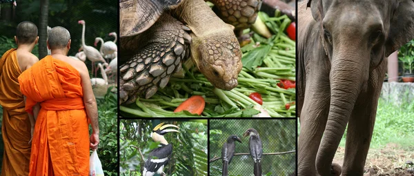 stock image Bangkok Zoo,Thailand