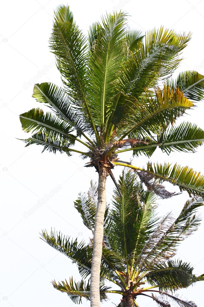 Palm tree - Palma de Mallorca - Balearic Islands