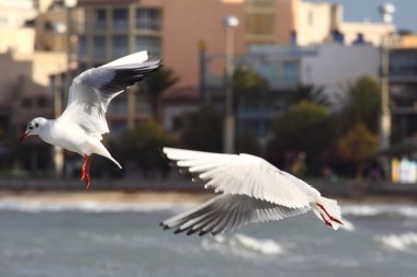 martı - palma de mallorca