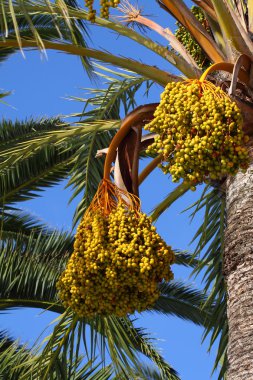 palmiye ağacı - palma de mallorca - Balear Adaları