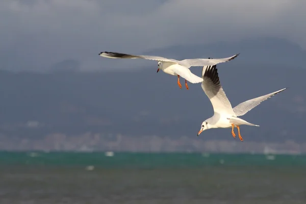 Gull - Palma de Mallorca — Stock Photo, Image
