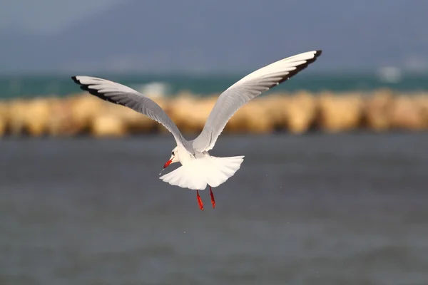 Gull - Palma de Mallorca — Stock Photo, Image