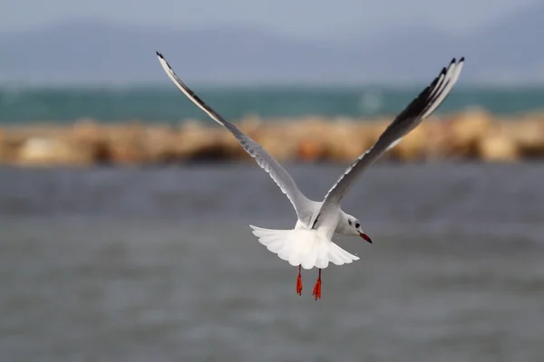 Gull - Palma de Mallorca — Stockfoto