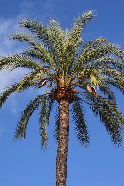 Palm tree - palma de mallorca - Baleárské ostrovy — Stock fotografie