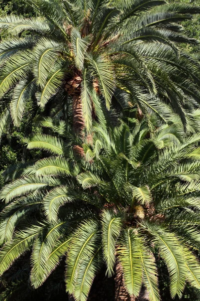 Пальмові дерева - Пальма де Майорка - Балеарські острови — стокове фото