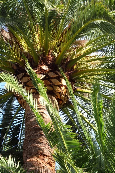 Palm tree - Palma de Mallorca - Balearic Islands — Stock Photo, Image