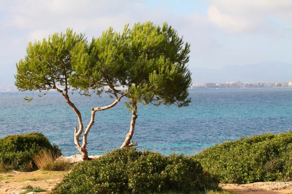 Palma de Mallorca - Βαλεαρίδες Νήσοι — Φωτογραφία Αρχείου