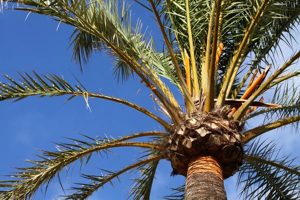 Palmiye ağacı - palma de mallorca - Balear Adaları — Stok fotoğraf