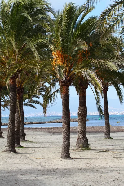棕榈树-帕尔玛-巴利阿里群岛 — 图库照片