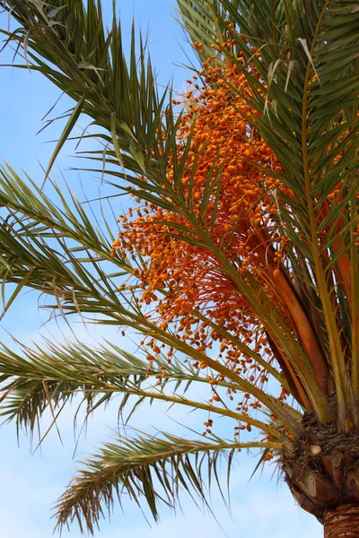 Palm tree - Palma de Mallorca - Balearic Islands — Stock Photo, Image