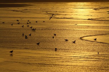 Fas, essaouira