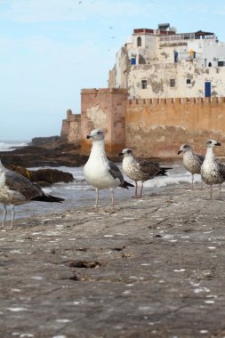 Fas, essaouira