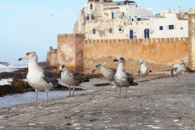 Fas, essaouira