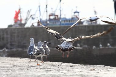 Fas, essaouira