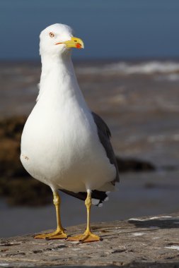 Fas, essaouira