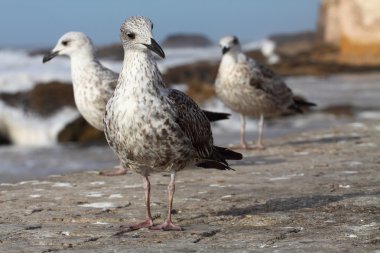 Fas, essaouira