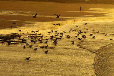 Fas, essaouira