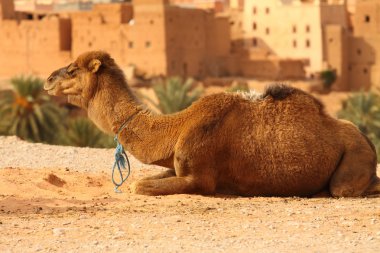 Morocco Camel Sahara Desert clipart