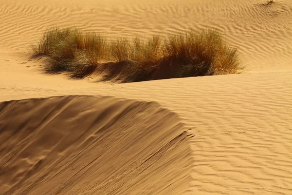 Szahara Sivatag Marokkó — Stock Fotó
