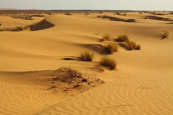 Sahara Wüste Marokko — Stockfoto