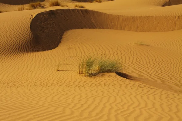 stock image Sahara Desert Morocco